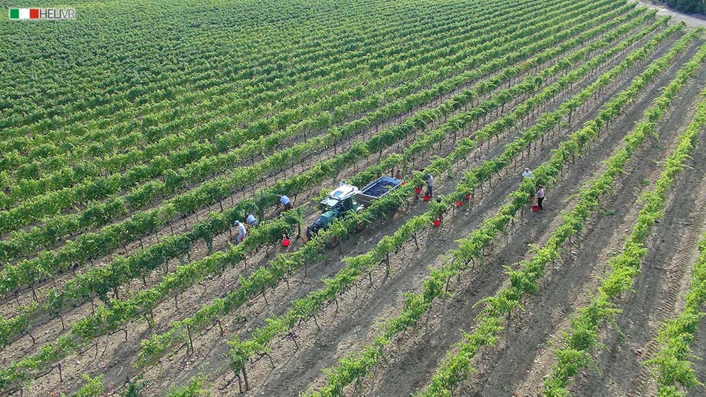 Riprese aeree drone vendemmia 2012 Caprili